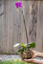 Load image into Gallery viewer, Orchid Pot