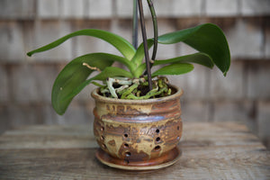 Orchid Pot